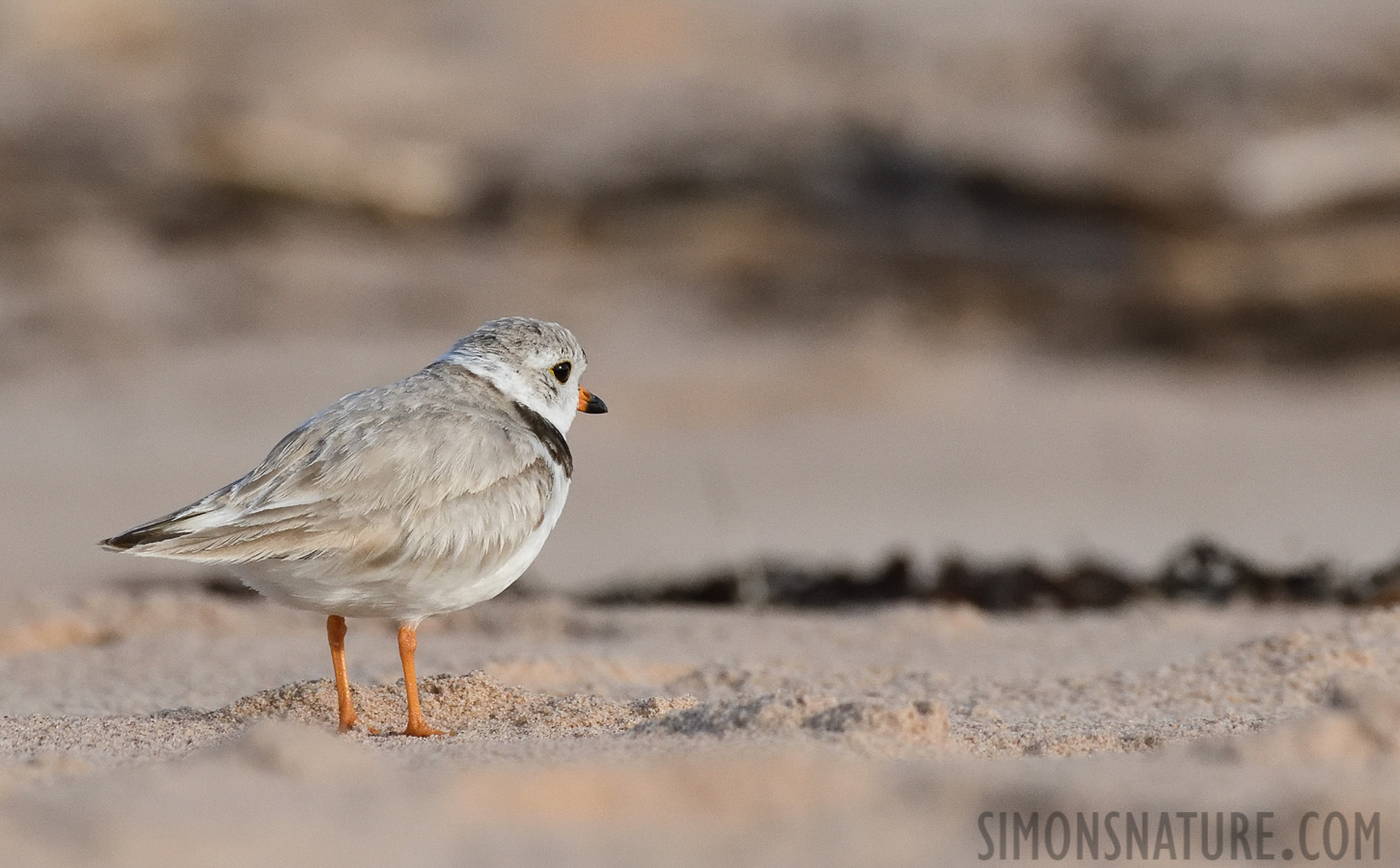 Charadrius melodus [400 mm, 1/3200 Sek. bei f / 7.1, ISO 1600]